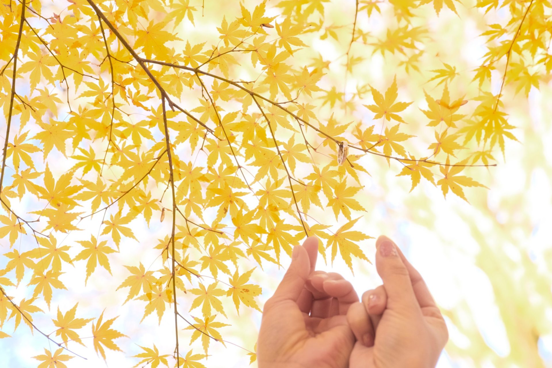 奈良の紅葉で結婚式の和装前撮り写真