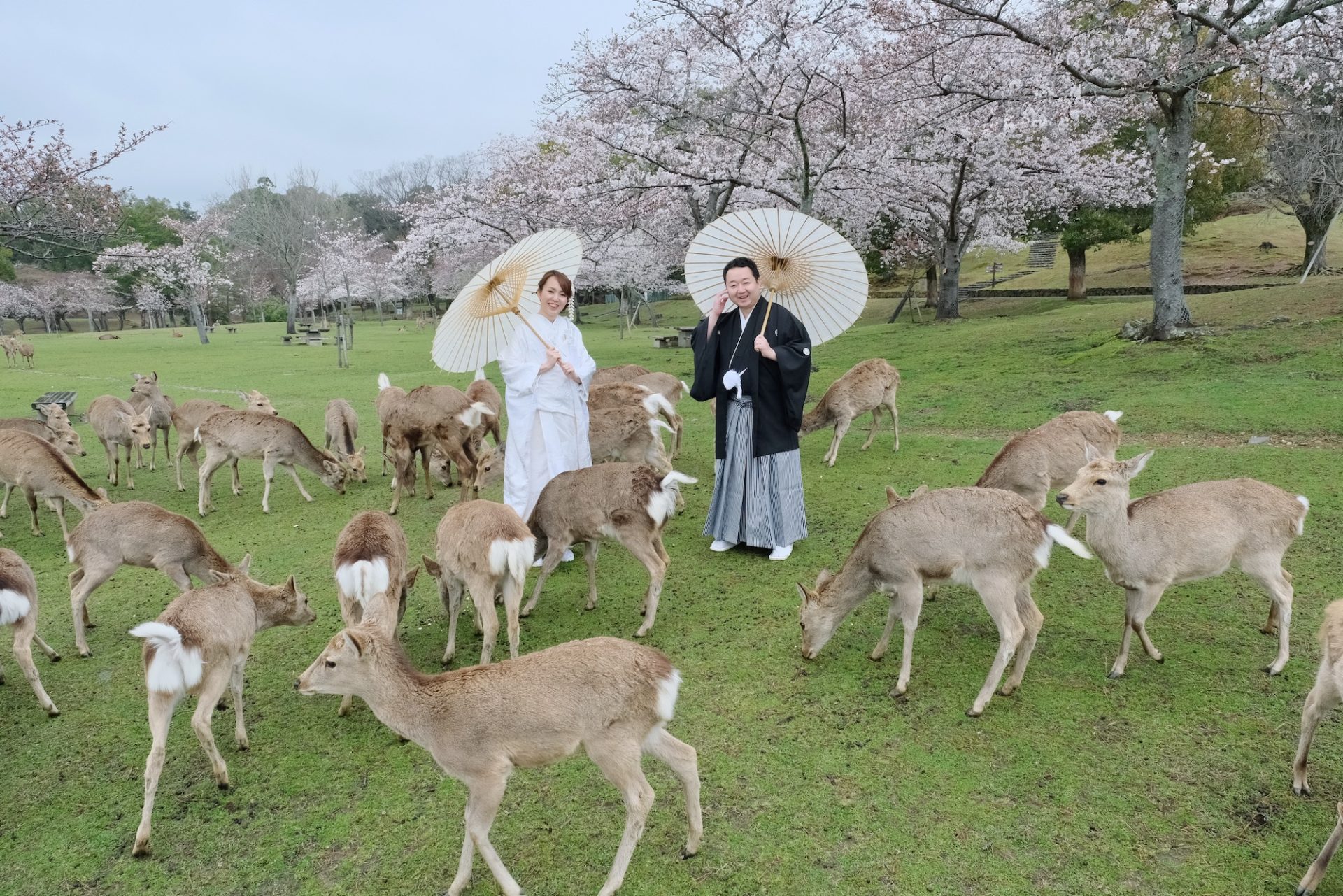 【和装フォトウエディング】自宅で撮影後の奈良公園の桜も大満足！