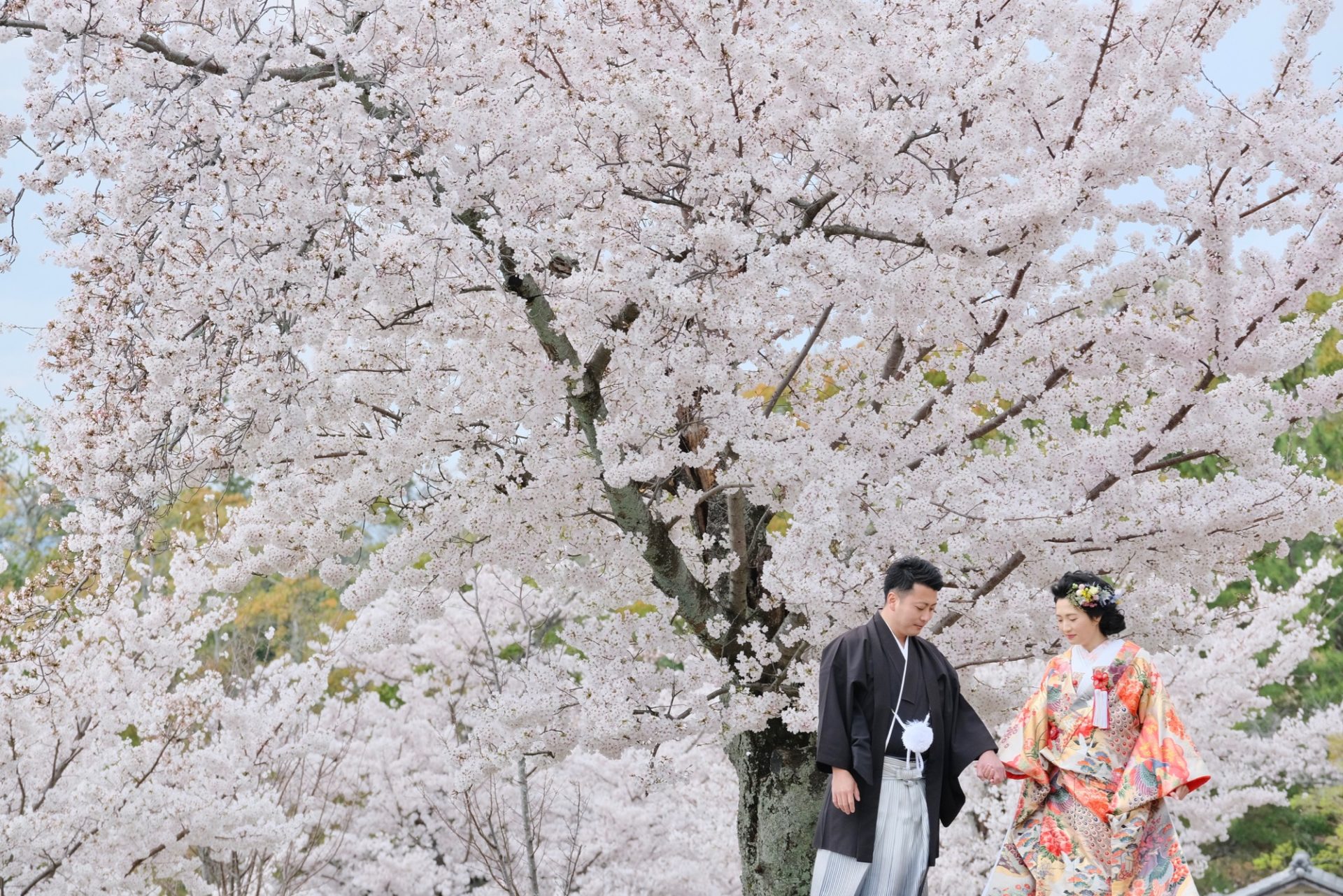 【和装で前撮り】奈良公園は桜満開で大満足(20.4.2)