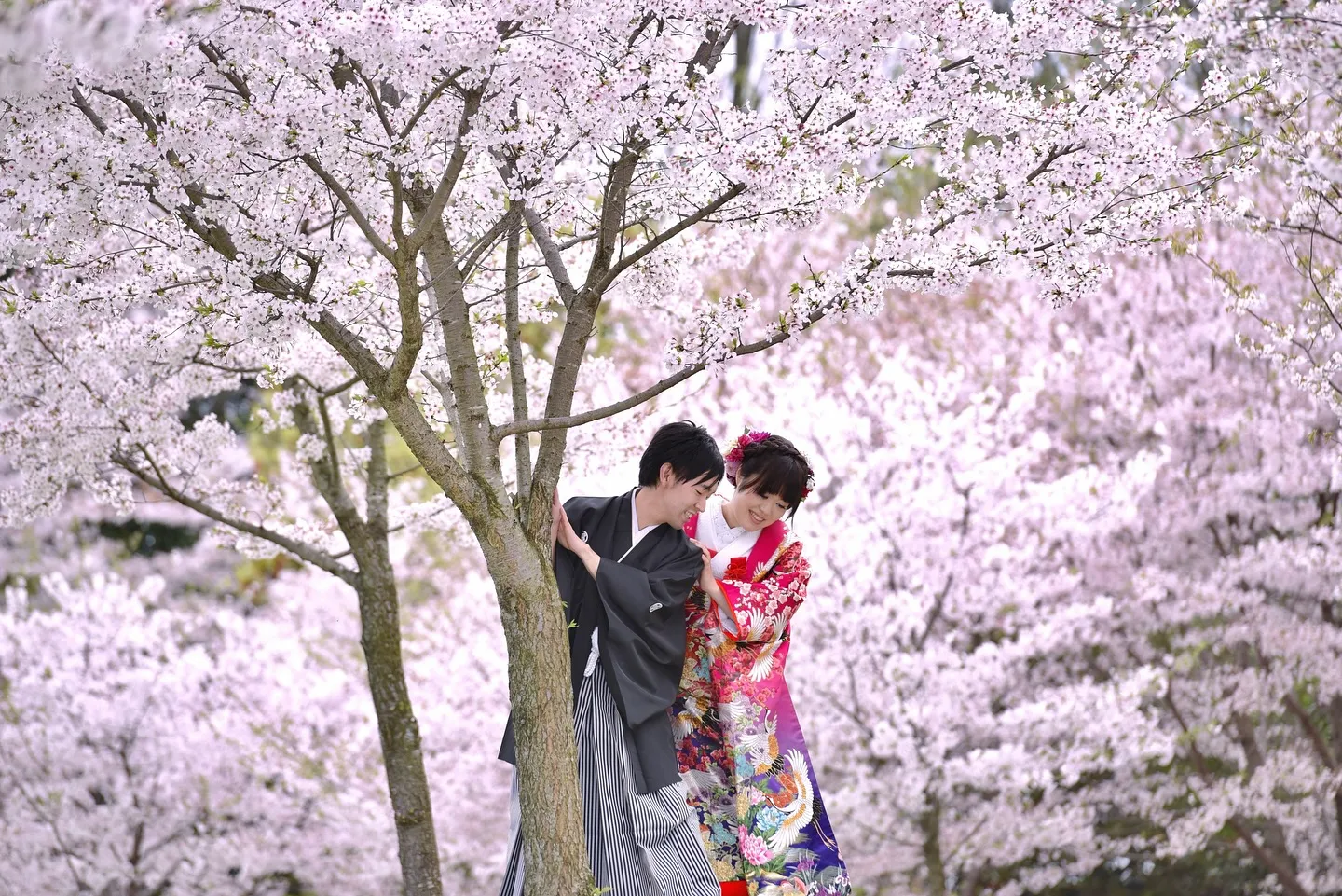 桜と菜の花で結婚記念ロケ写真
