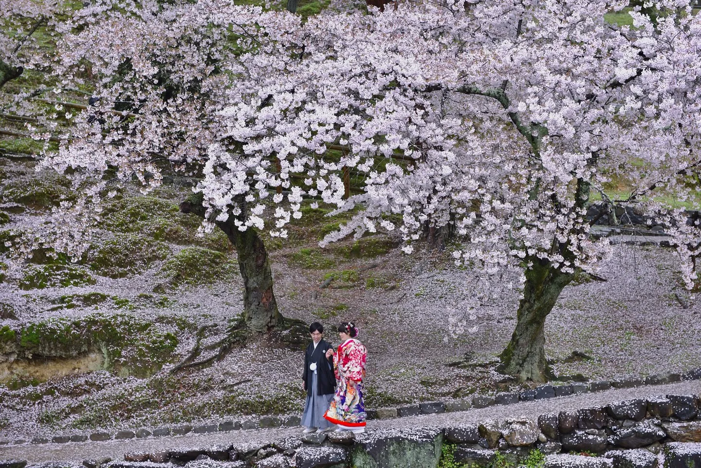 桜と菜の花で結婚記念ロケ写真