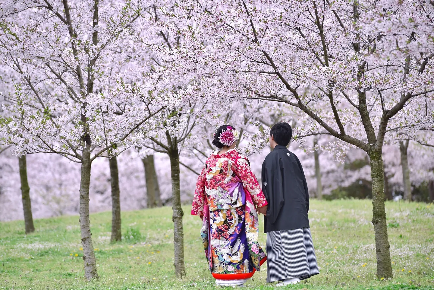 桜と菜の花で結婚記念ロケ写真