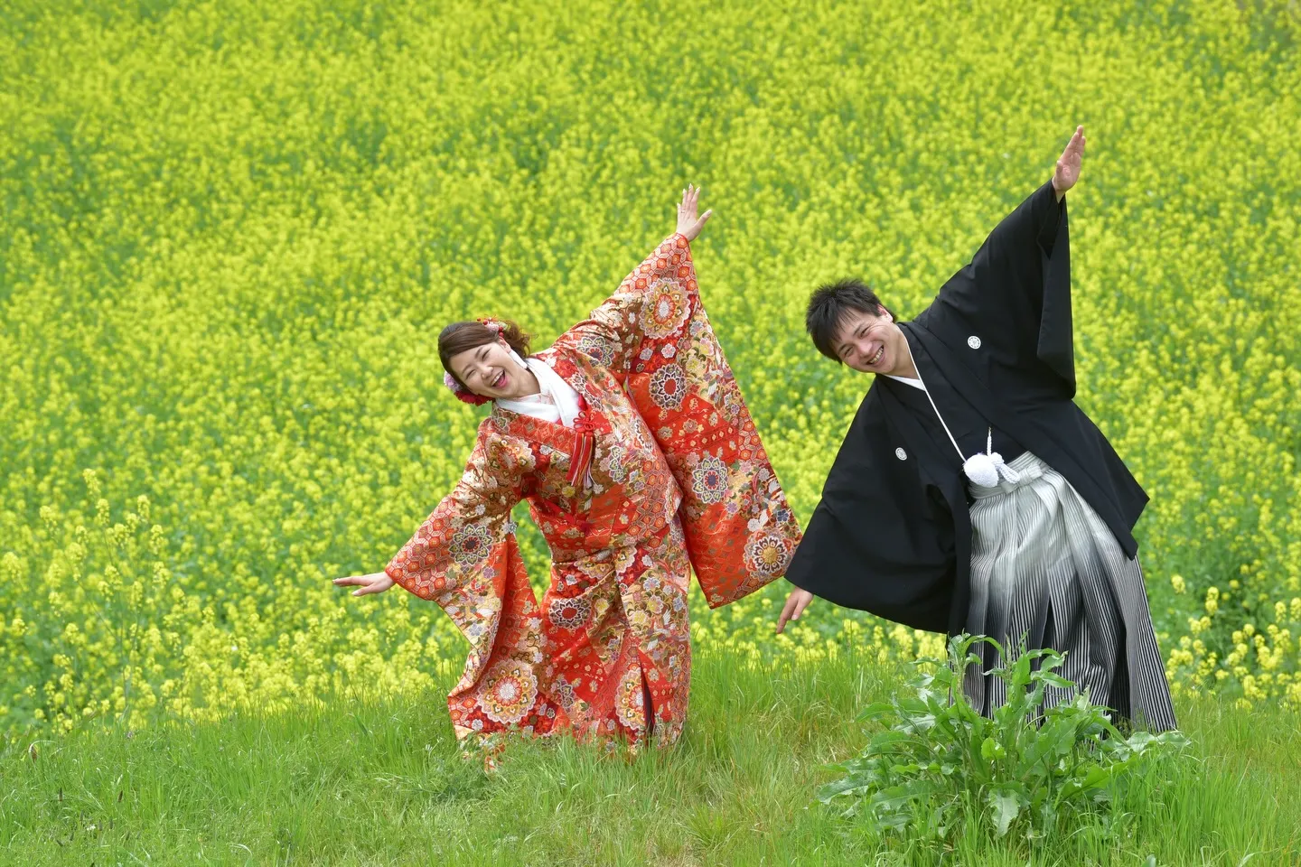 春のフォトウエディングは桜と菜の花が人気