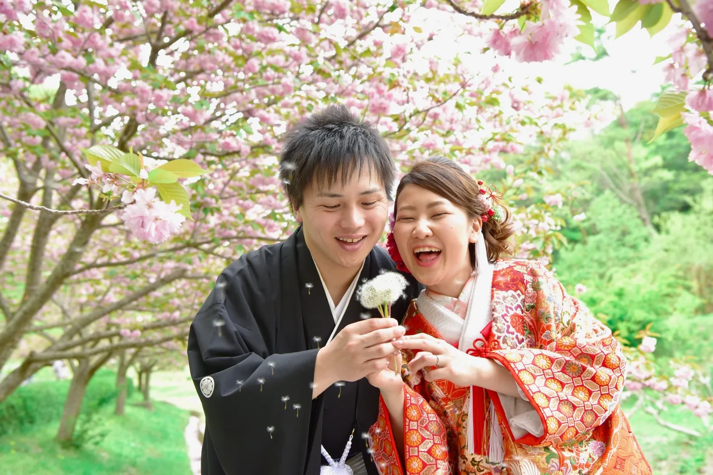 春のフォトウエディングは桜と菜の花が人気
