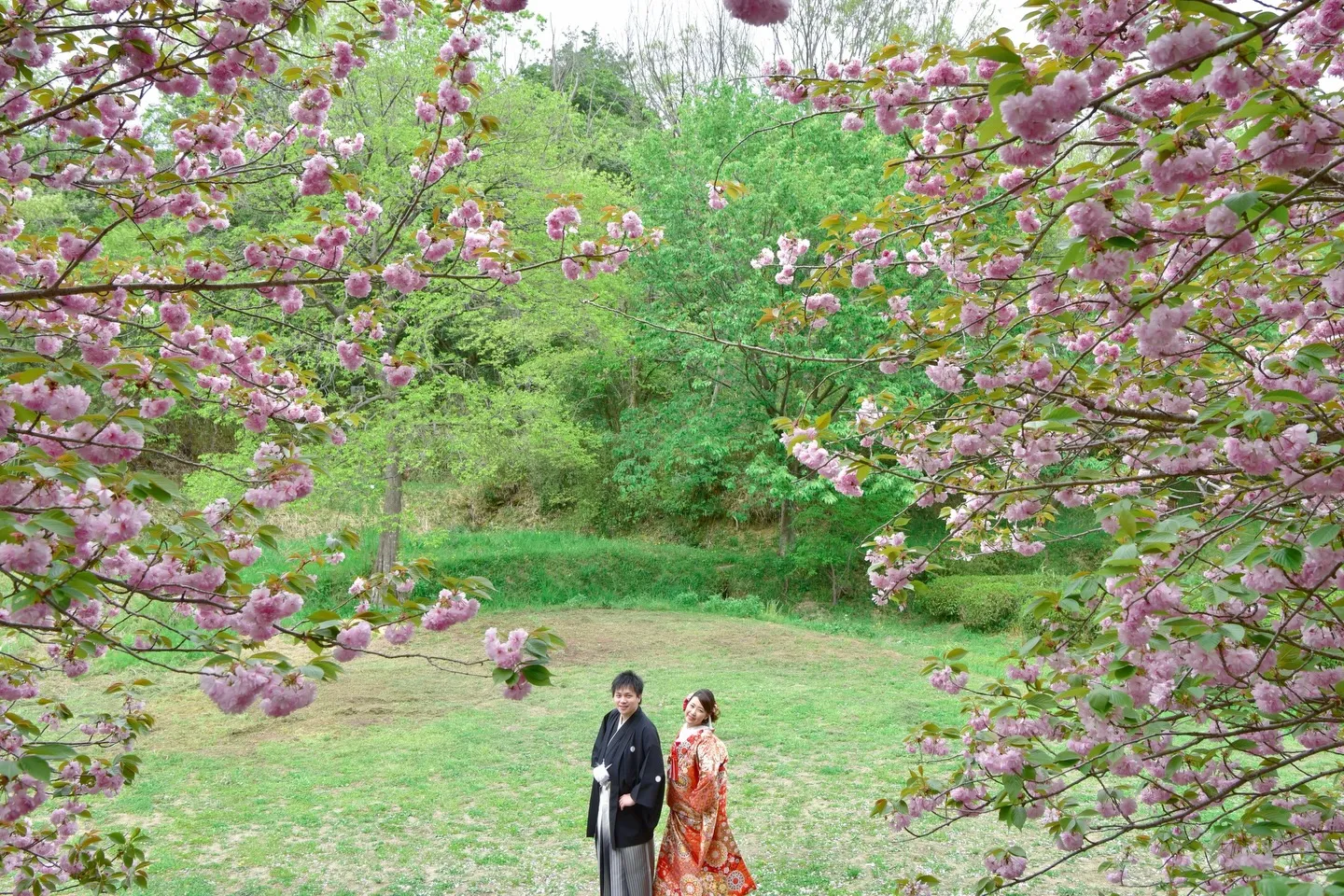 春のフォトウエディングは桜と菜の花が人気
