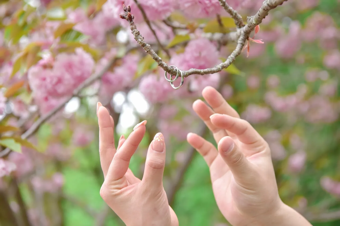 春のフォトウエディングは桜と菜の花が人気