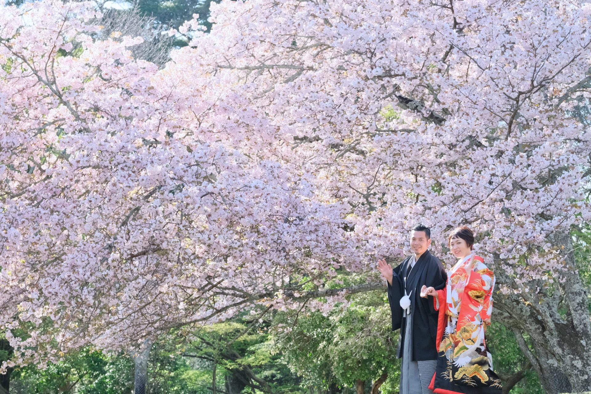 菜の花と桜で前撮りフォトウエディング