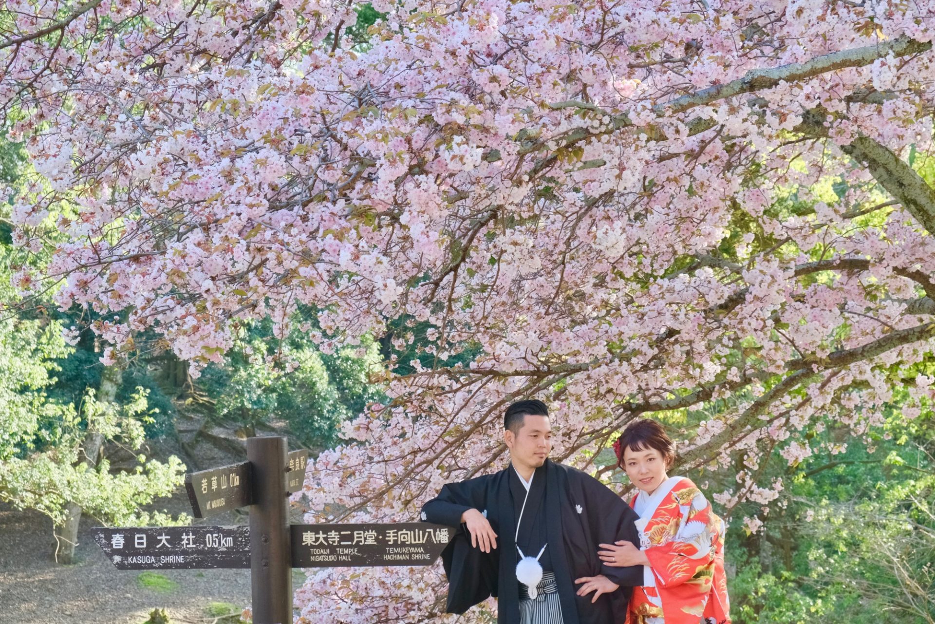 菜の花と桜で前撮りフォトウエディング