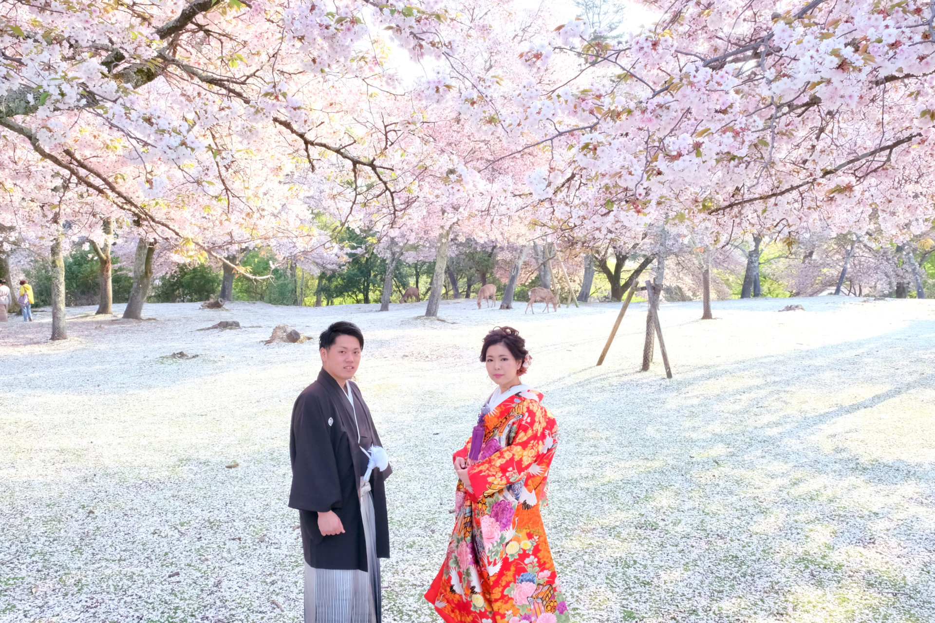 奈良公園で和装の前撮り写真