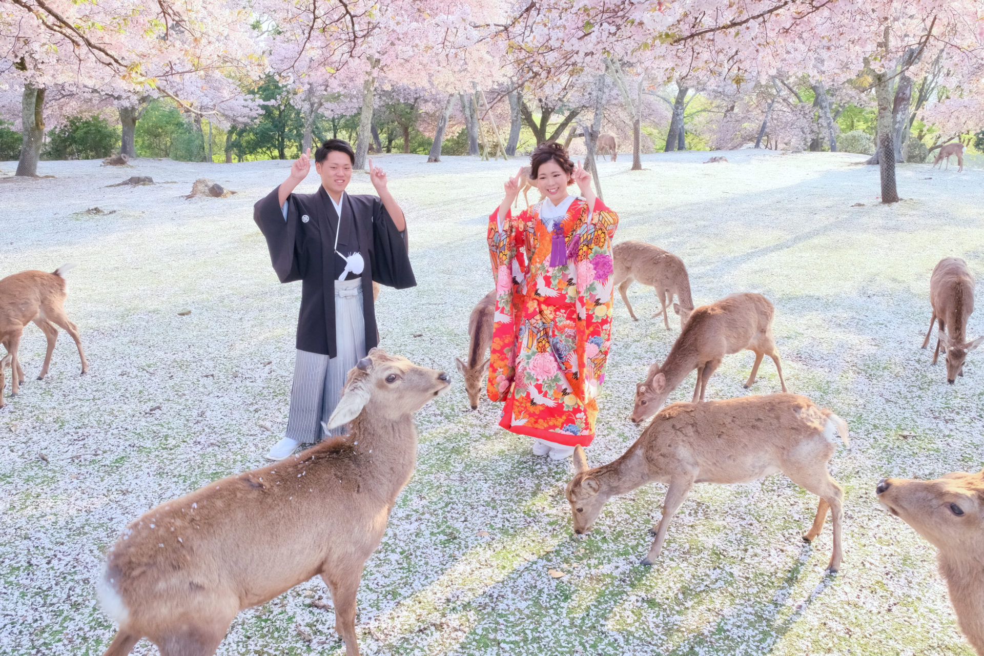 奈良公園で和装の前撮り写真