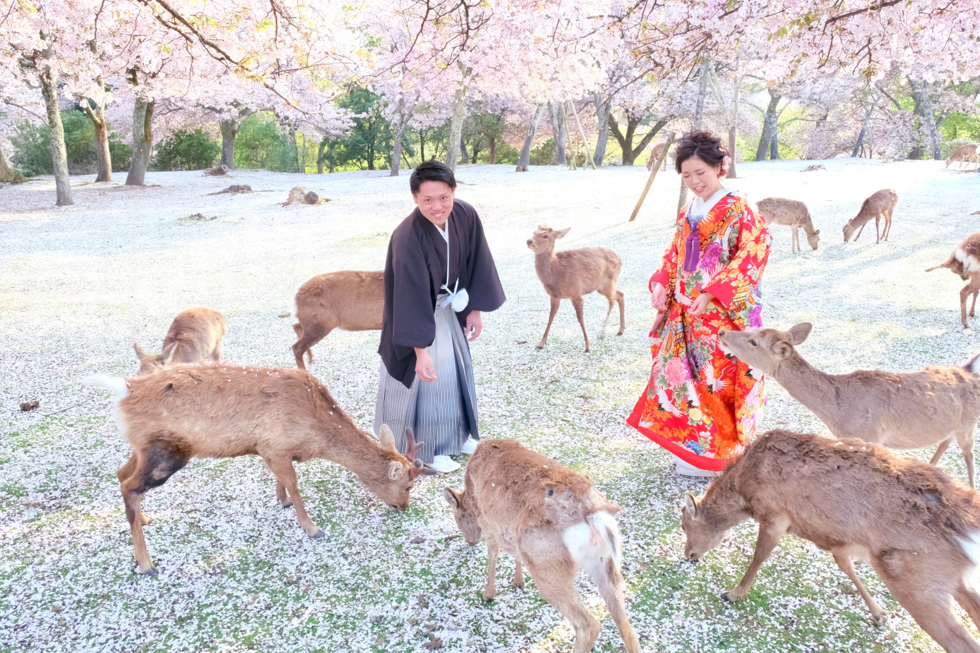 奈良公園で和装の前撮り写真