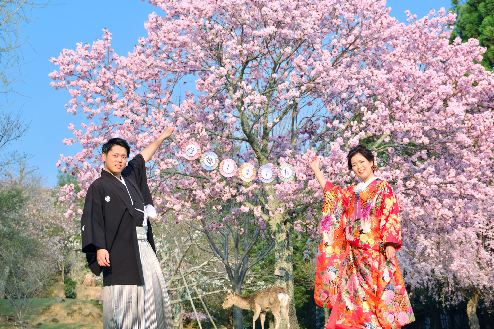 奈良公園で和装の前撮り写真