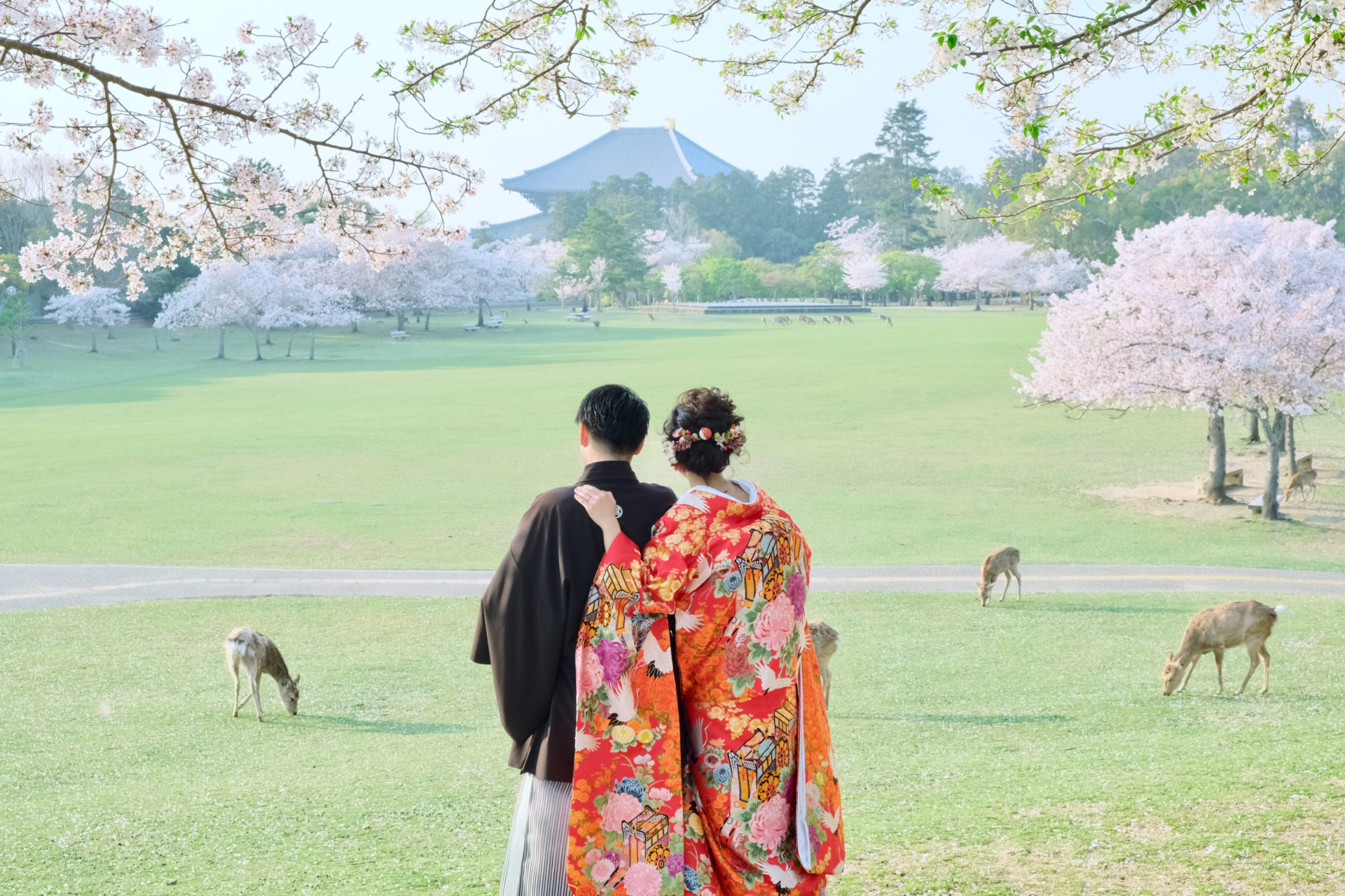 【和装フォトウエディング】奈良公園は桜が満開に咲いていました！