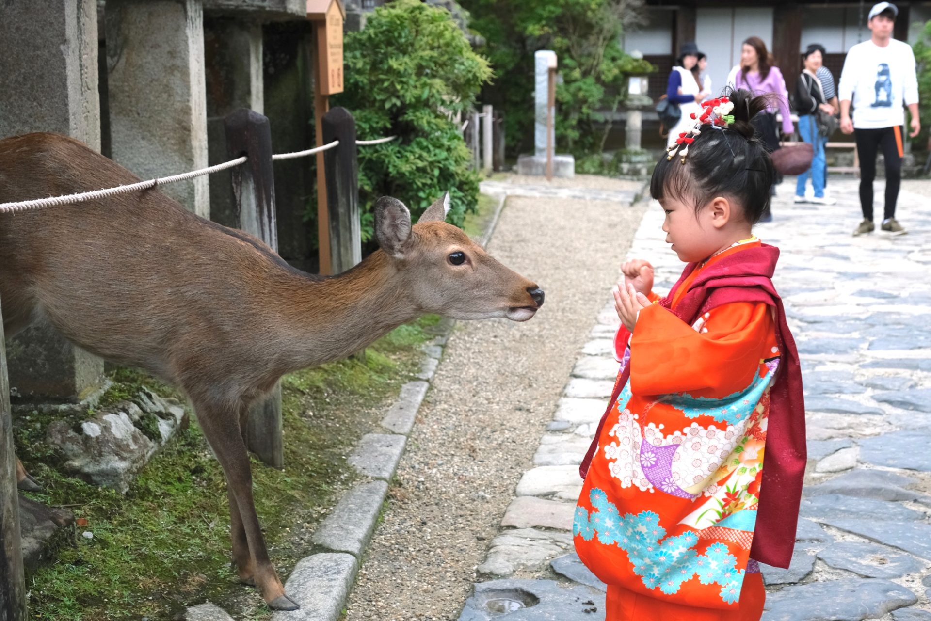 春日大社で七五三の女の子の着物写真