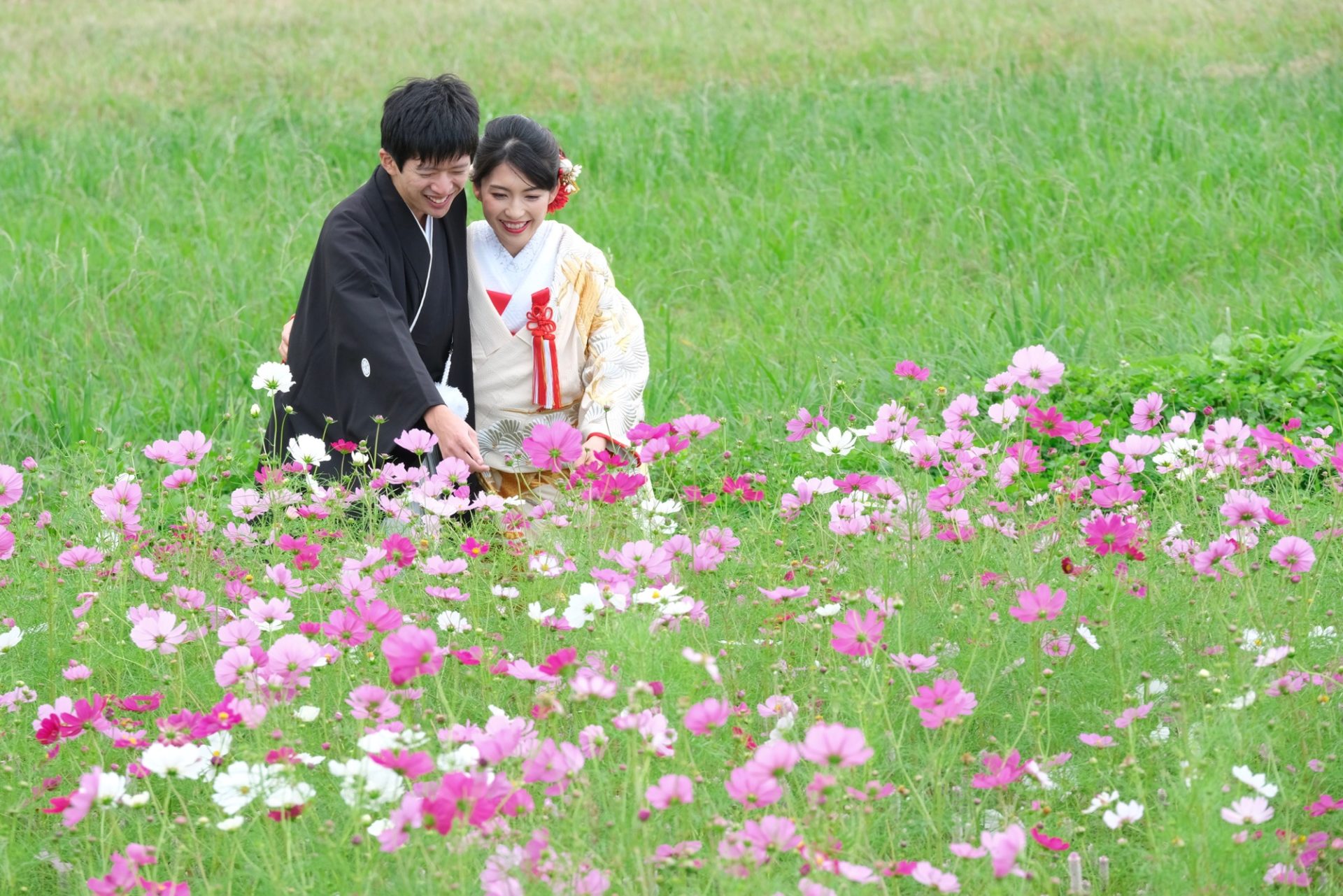 コスモスお花畑和装前撮り写真