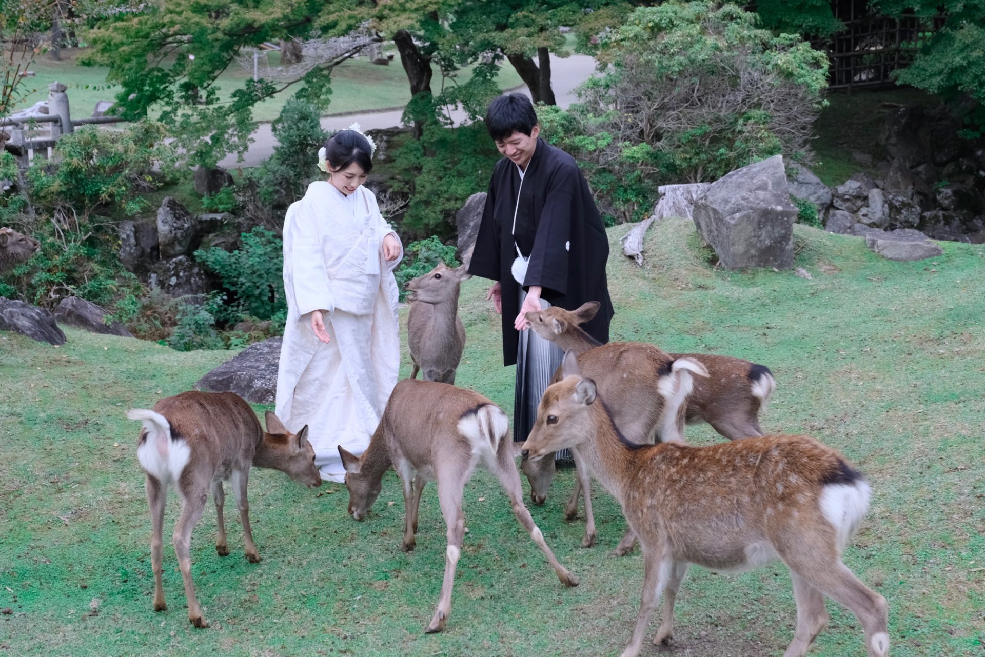 コスモスお花畑和装前撮り写真