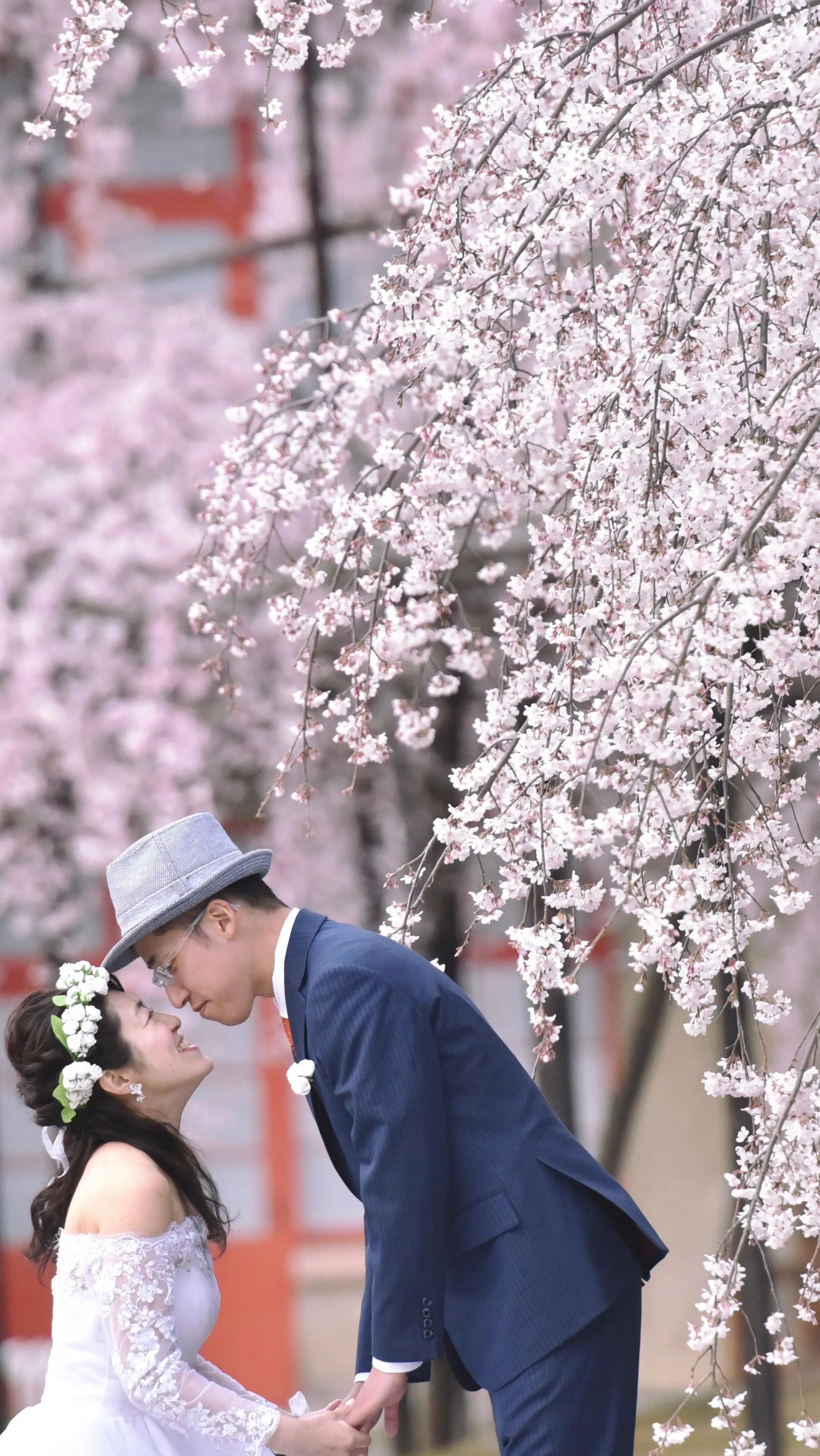 満開の桜に囲まれてのフォトウェディング