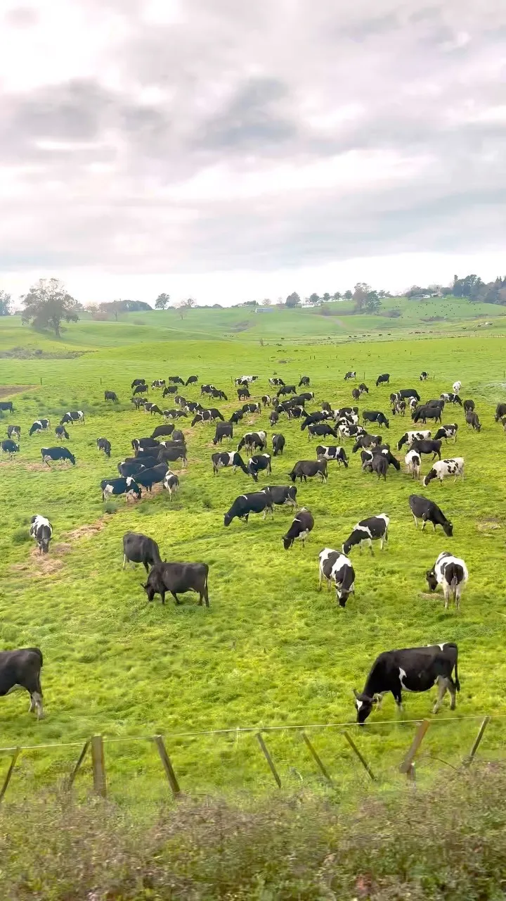 結婚20周年記念でニュージーランド、列車の旅