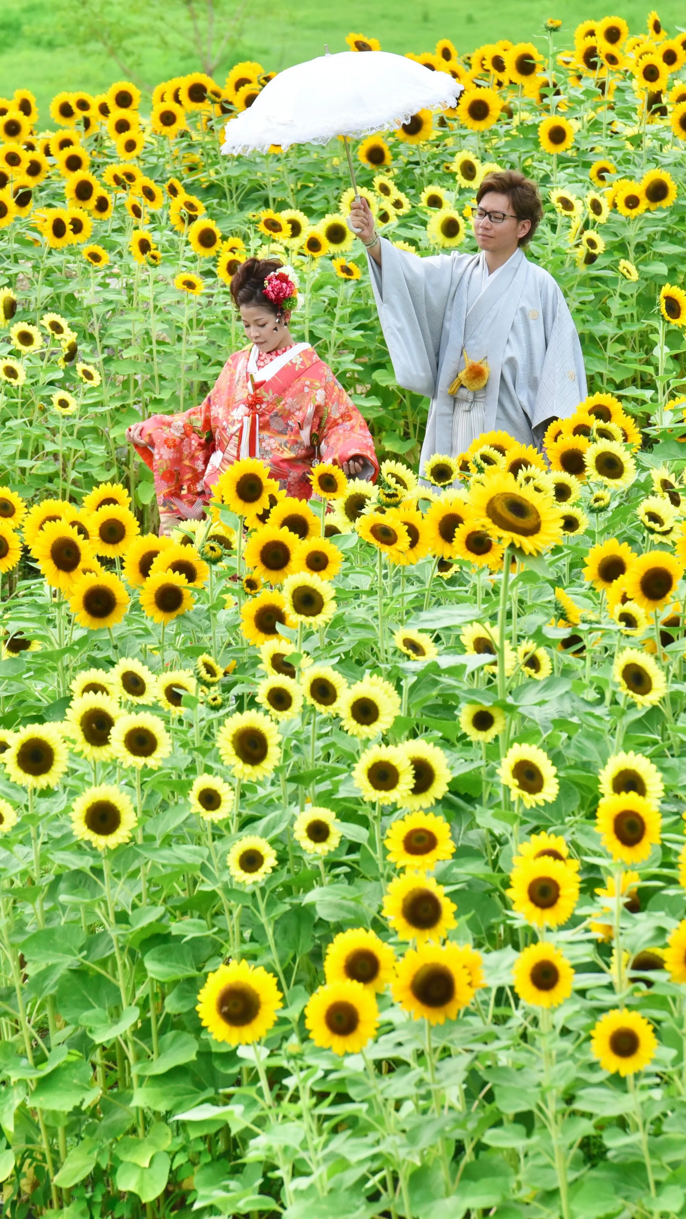ひまわりで写すフォトウエディング