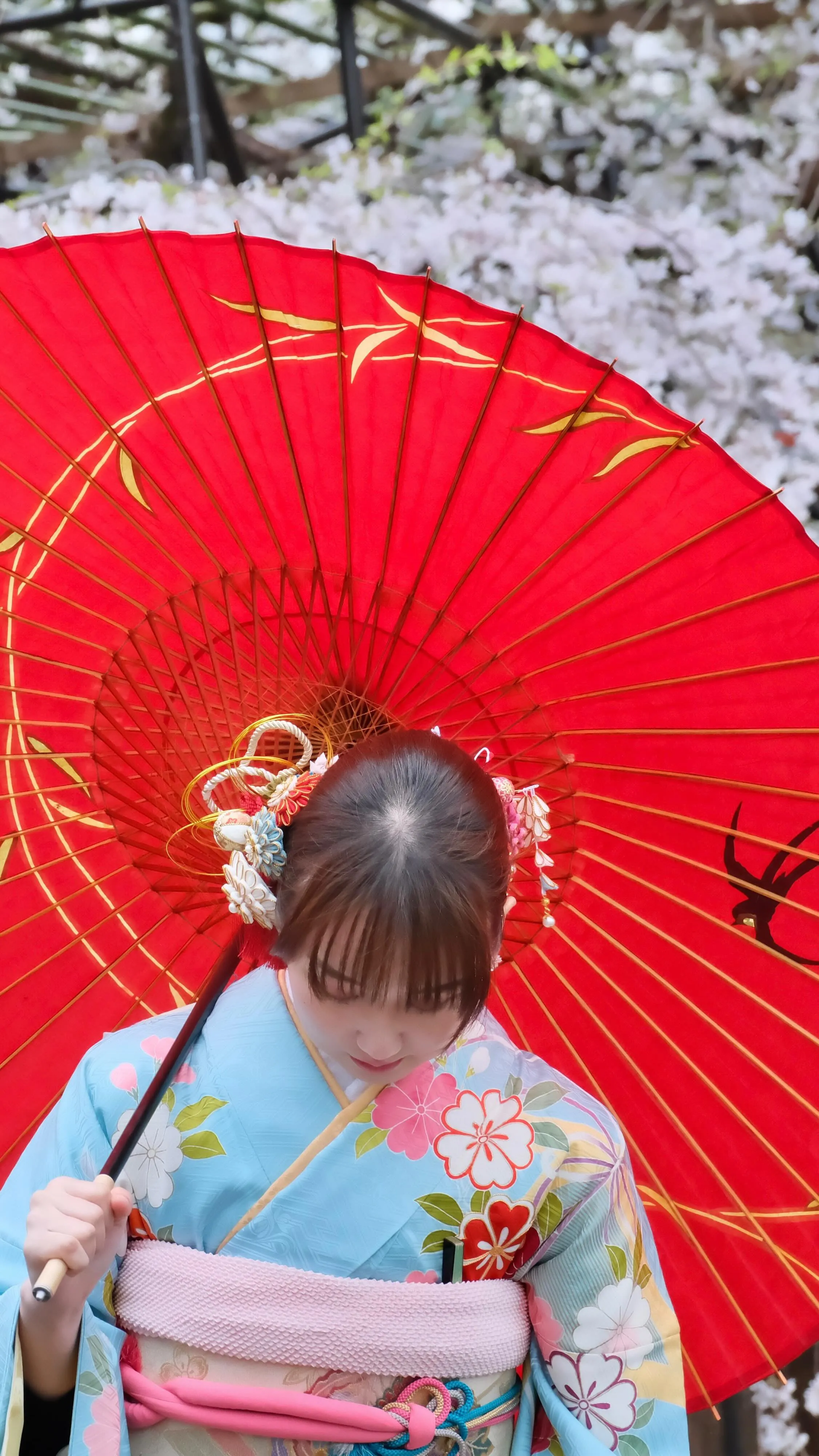 成人式の振袖を桜の季節に前撮り、後撮り