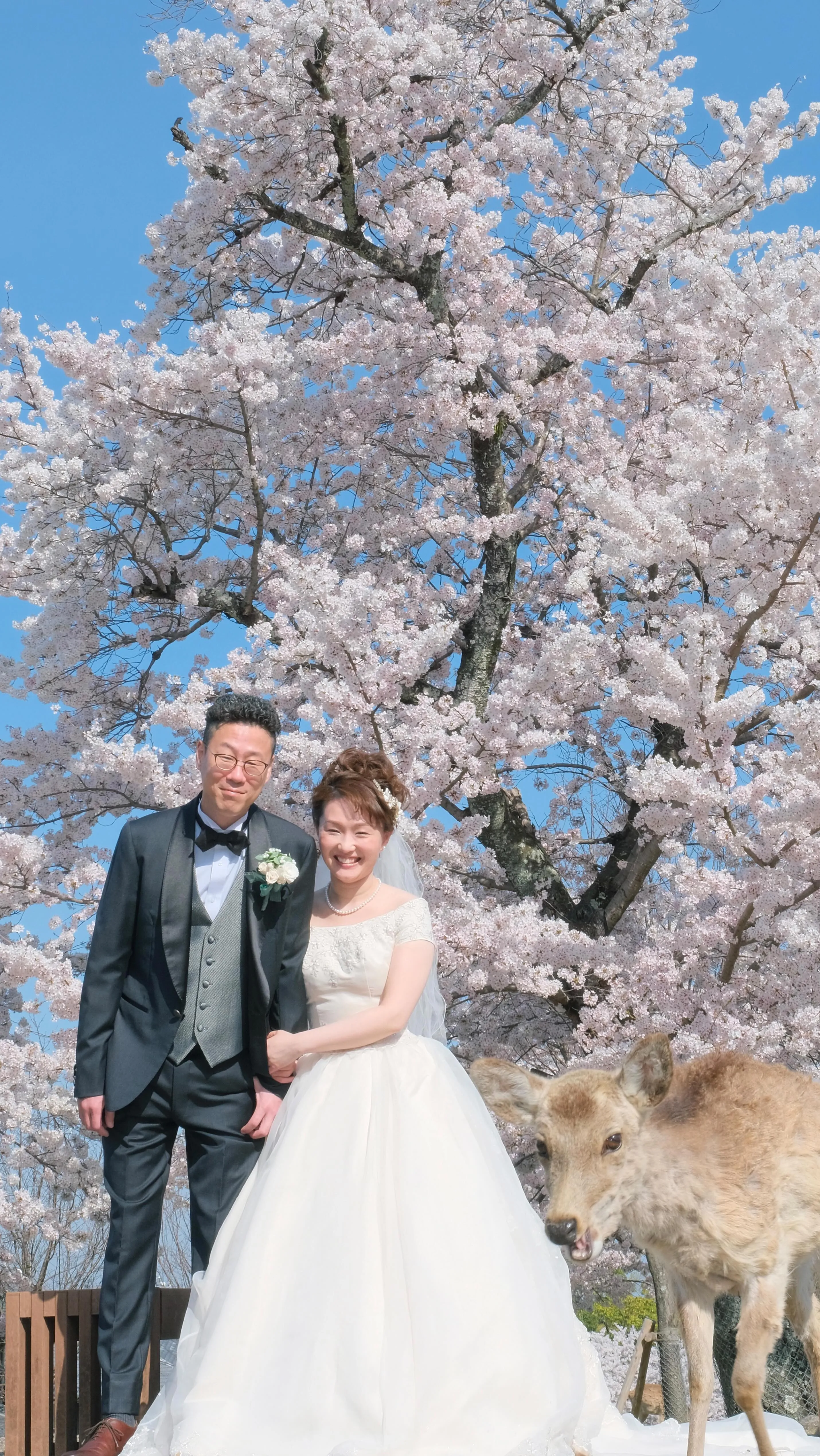 フォトウエディングは桜と菜の花が人気