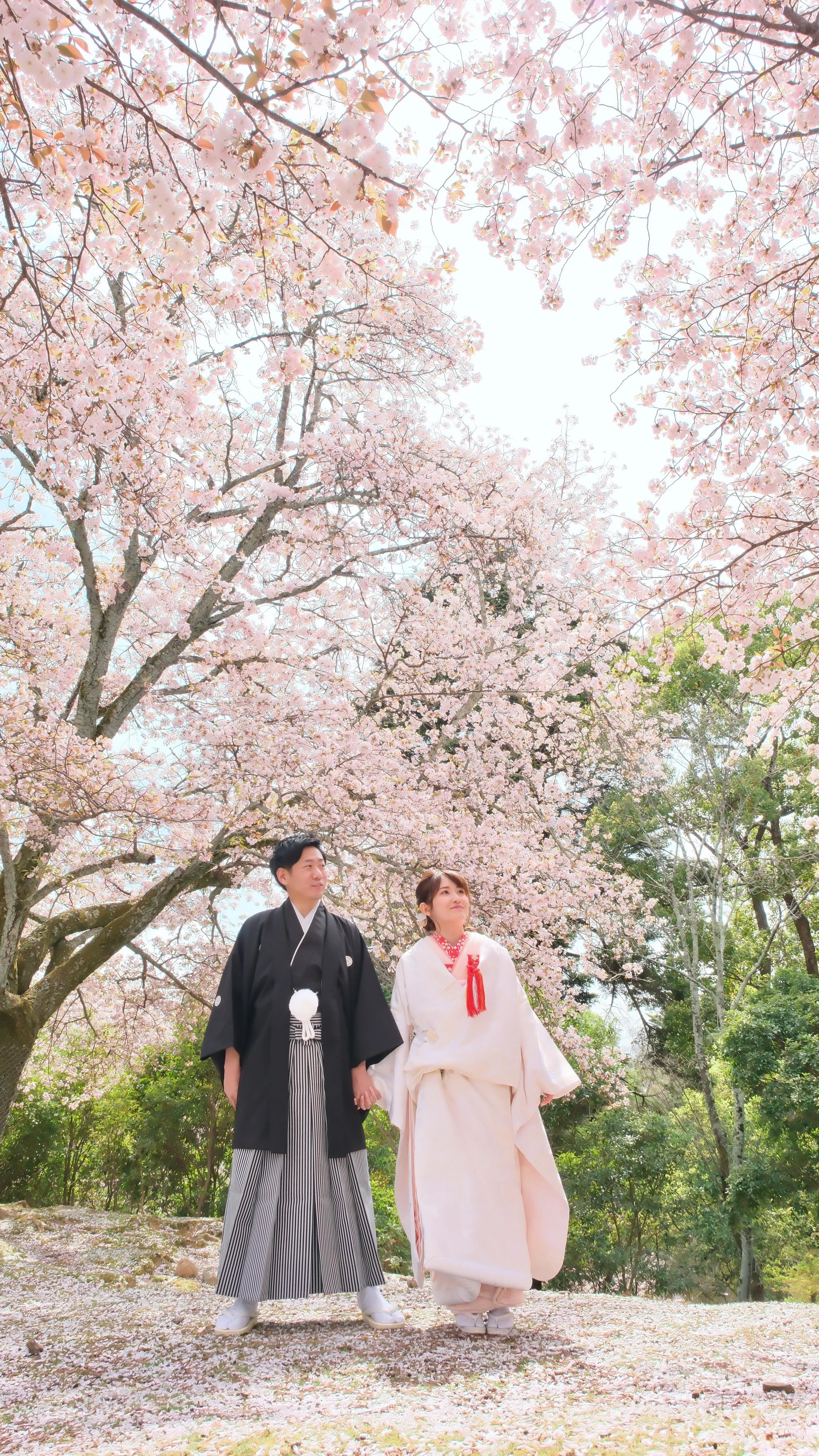 桜で和装前撮りフォトウエディングの季節