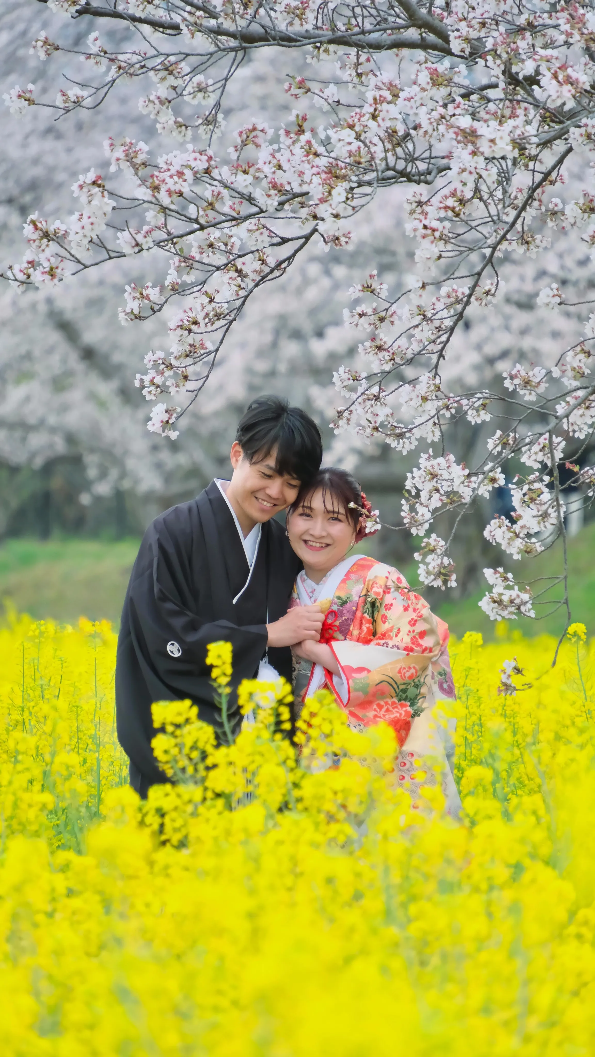 菜の花畑と桜で和装ウエディングフォトは雨