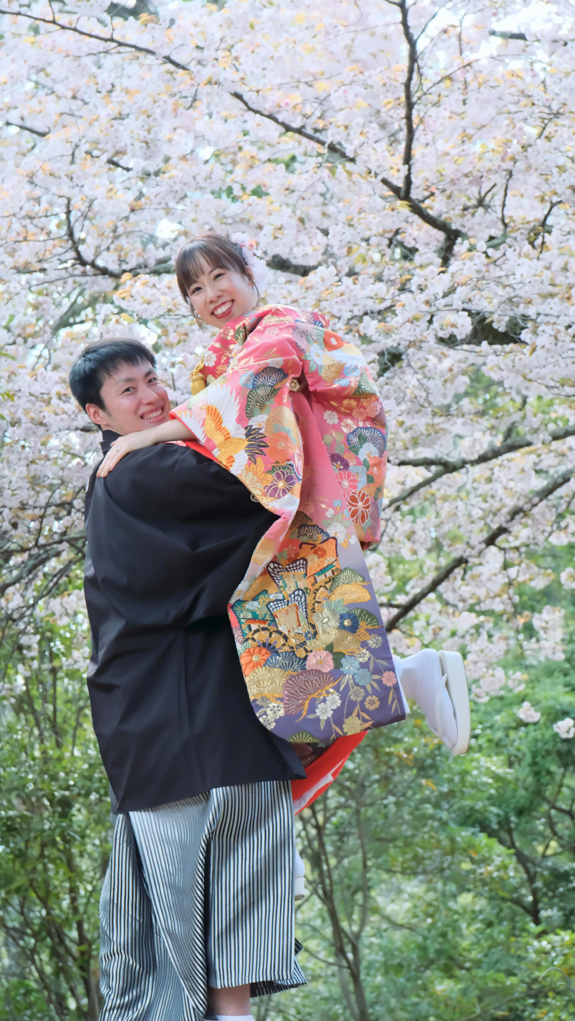 菜の花畑と桜のフォトウエディングも春のピーク