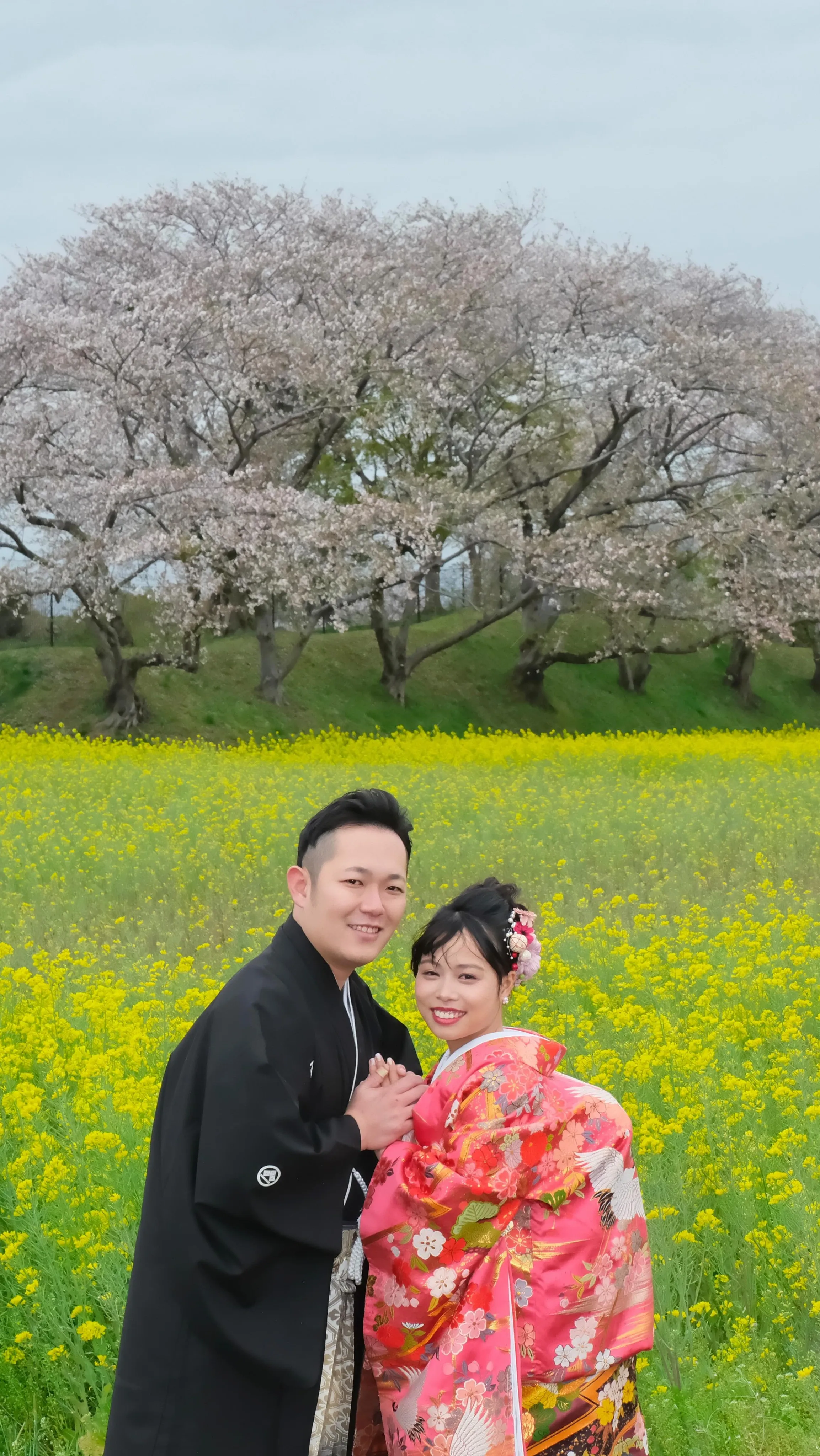 神社でのフォトウエディング、時々、菜の花と桜